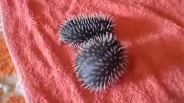 Маленькие ежи смотреть онлайн