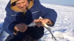 Ловля сига на подпуск