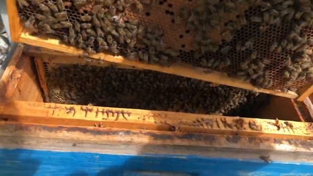 Сколько сейчас расплода в ульях. Весенняя ревизия прошлогодних отводков на горной пасеке.