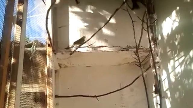 птицы в вольере #1 // овсянки-обыкновенная.камышовая.черноголовая.садовая смотреть онлайн