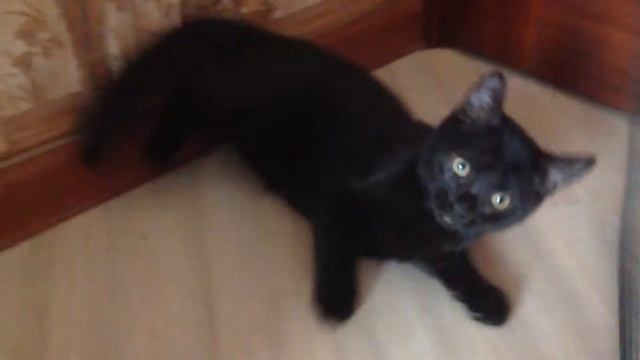 Очень агрессивный кот! смотреть онлайн