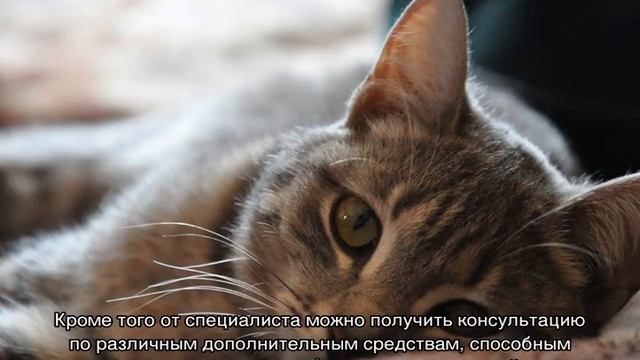 Власоеды у кошек: симптомы, средство от них смотреть онлайн