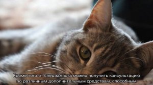 Власоеды у кошек: симптомы, средство от них