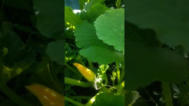 Первое растение кабачка сорта Грибовский 37 Двенадцатого Июля - у него появился плодик с цветком смотреть онлайн