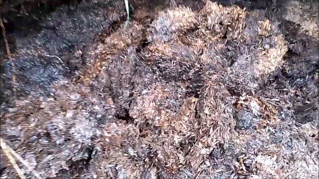 За удобрением для огорода(шелуха) на мотоблоке смотреть онлайн