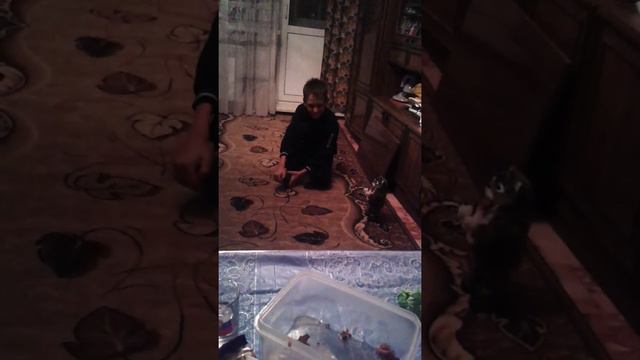 Знакомство собаки и кота смотреть онлайн