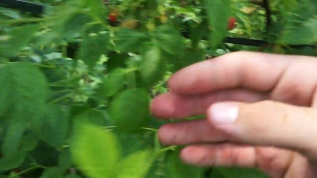 маравилла смотреть онлайн