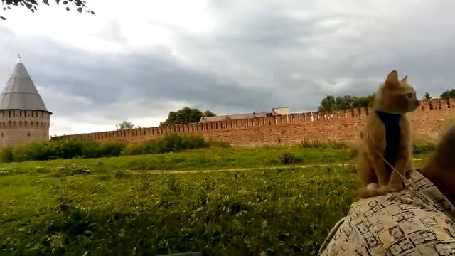 напала собака