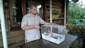 Питание декоративных кроликов, чем кормить кролика