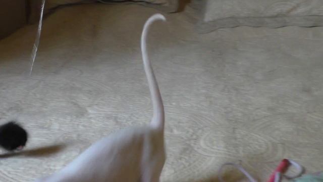 КОРНИШ РЕКС/Девочка Белая С Желтыми Глазами/Котята смотреть онлайн