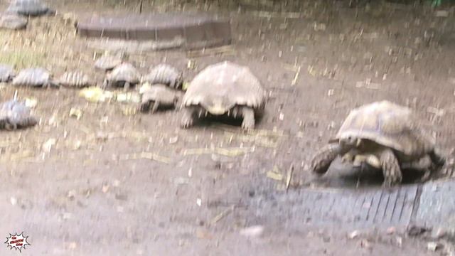 Visiting the Budapest Zoo ??? ? part 1 ? ANIMALS смотреть онлайн