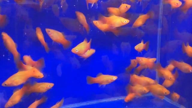 Пецилия Красный Закат Sunset Platy (Xiphoporus Maculatus) продажа оптом смотреть онлайн