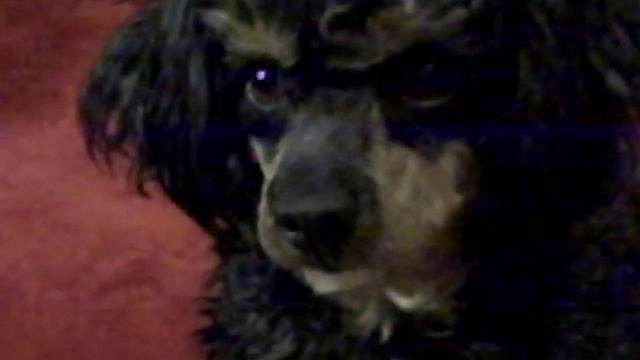 ItsZlaPew (Toy Phantom Poodle) immitating Selacious B. Crumb смотреть онлайн
