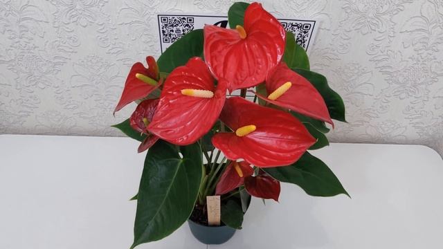 Антуриум Невада / Anthurium Nevada диаметр горшка 14 см, высота растения около 50 см. смотреть онлайн