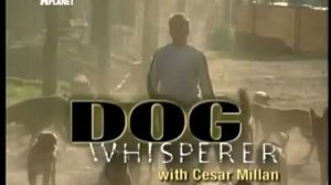 Переводчик с собачьего с Цезарем Миланом