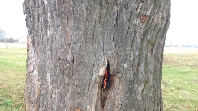 Так горят деревья смотреть онлайн