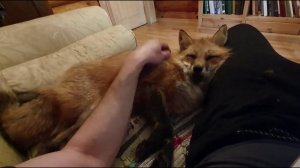 Ли Сяо / Alice the Fox Лиса Алиса (Лиса спрятала в диване цыплёнка и отдыхает)