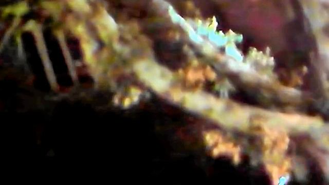 EHUD BANAI: You Touched The Treetops -_-) אהוד בנאי: נגעת בצמרות העצים смотреть онлайн