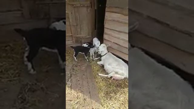 Счастливая мама-коза) смотреть онлайн