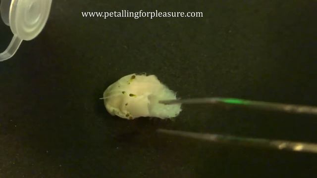 Germination Station: Petunia Purple/Mauve results смотреть онлайн