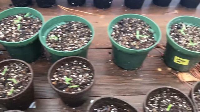 Germination of Paul Robeson and black cherry tomatoes смотреть онлайн
