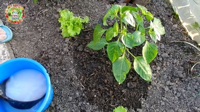 Первый полив и чудо подкормка рассады баклажанов и сладкого перца после высадки в грунт смотреть онлайн