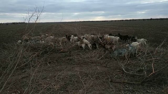 ОВЦЫ КОЗЫ ЗАШЛИ В ПОСЕВ смотреть онлайн