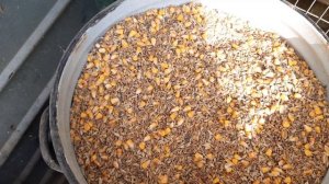 Кеклик//Горная куропатка//Особенности содержания и кормления// Ответы на вопросы