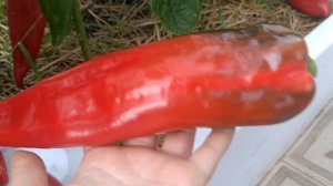 обзор перчика,, Ласанта,, от семена Партнёр.