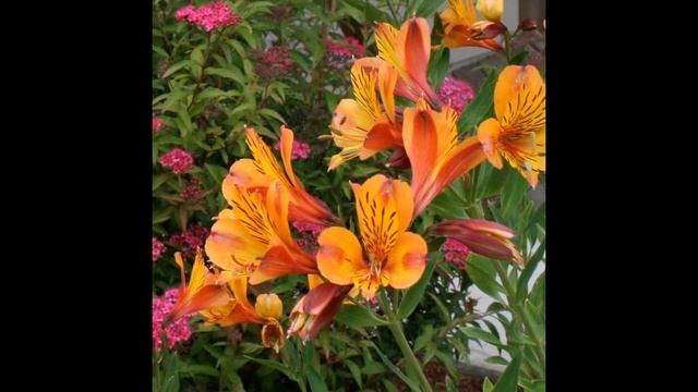 АЛЬСТРЕМЕРИЯ  (ALSTROEMERIA)  сем. Альстремериевые