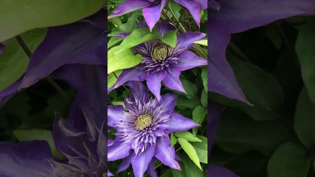 Саженцы Клематиса крупноцветкового Мульти Блю (Clematis Multi Blue) смотреть онлайн