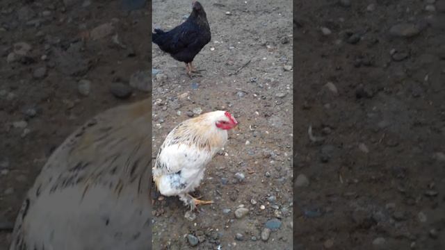 Домашний пингвин смотреть онлайн