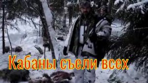 Кабаны-каннибалы охота на кабана