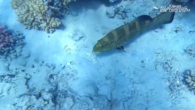 Как общаются животные интересные факты о языках братьев наших меньших смотреть онлайн