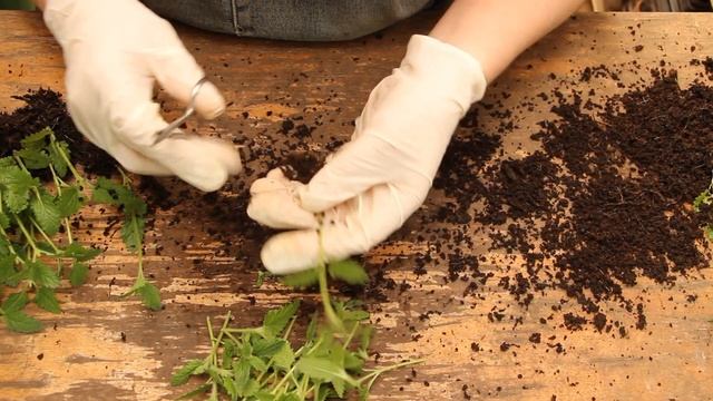 Вербена Empress Sun Red Ампельная. Как из черенка сделать шикарное кашпо? МОИ Мысли вслух... смотреть онлайн