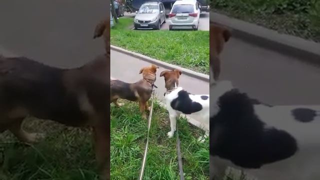 Метиска овчарки и трехцветный парень ищут семьи?❤️ Москва 5,5 месяцев 8 9О3 613 14 89 Наталья смотреть онлайн