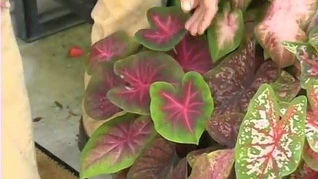 Caladiums: A Shady Topic