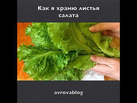 Как я храню листья салата смотреть онлайн