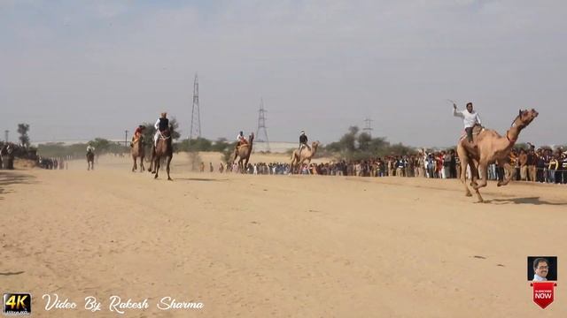 Spectacular Camel race in Sand Dunes on Camel Festival 2020 смотреть онлайн