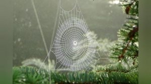 Приметы увидеть паука?? - к чему это?