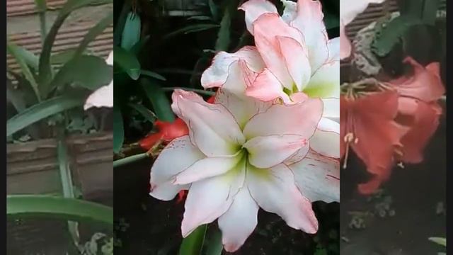 Amaryllis Aphrodite смотреть онлайн