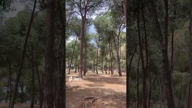 Кипр, Лимасол, Парк Дасуди. Эвкалиптовая роща, дерево