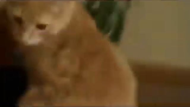 Смешные кошки :) Часть 84 смотреть онлайн
