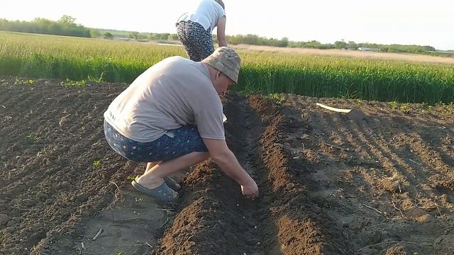 Как сажать арахис на огороде? Сажаем арахис в грунт смотреть онлайн