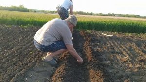 Как сажать арахис на огороде? Сажаем арахис в грунт