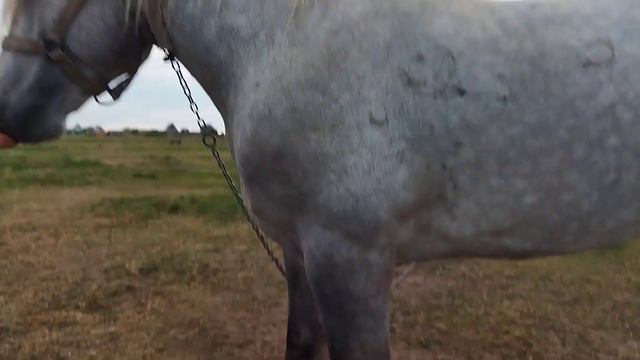 ЛОШАДИ/КОБЫЛА ЛЯЛЬКА ОЖЕРЕБИЛАСЬ У САН САНЫЧА/mare foaled смотреть онлайн
