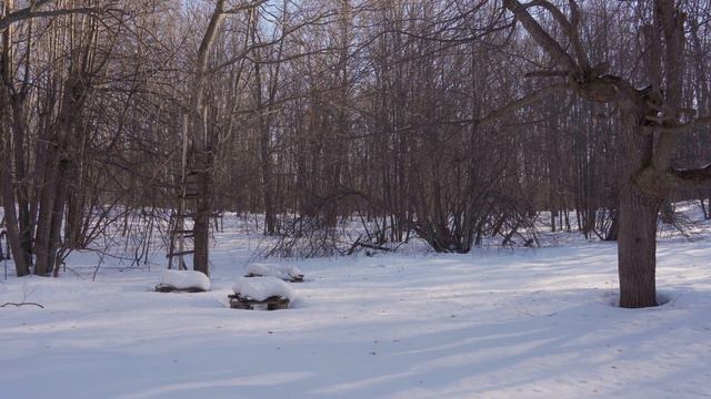 Лесными тропами, поход в лес, бушкрафт, дикая природа, релакс смотреть онлайн