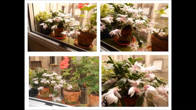 planta смотреть онлайн