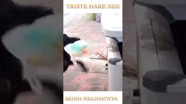 Таджик канал смотреть онлайн