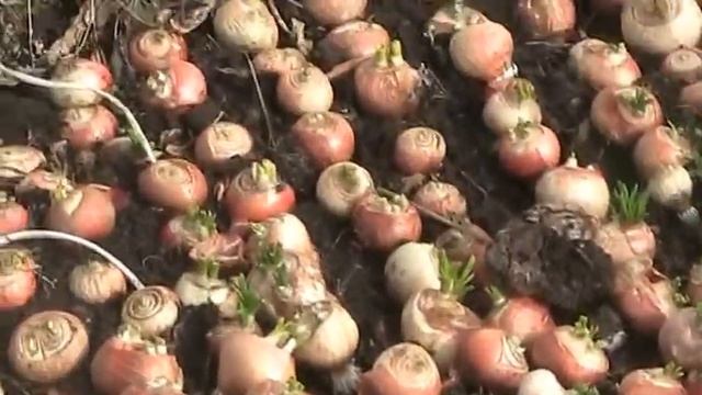 Сеем редис в теплице // Секреты хороших урожаев. смотреть онлайн